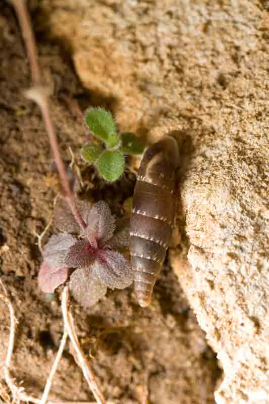 Clausilia laziale